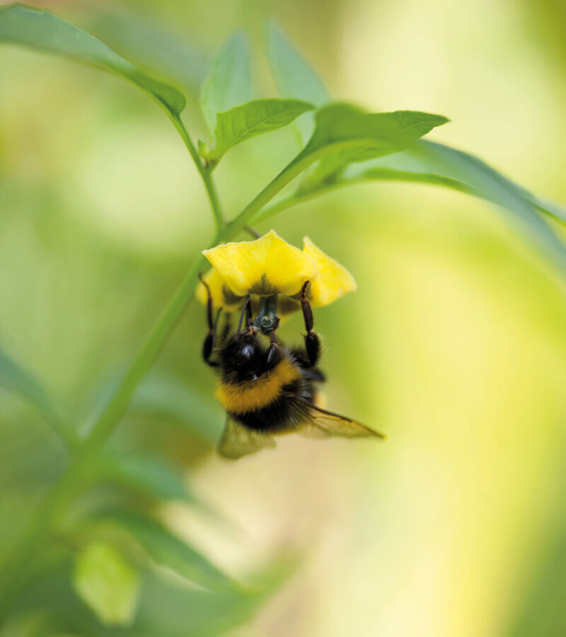 Bee